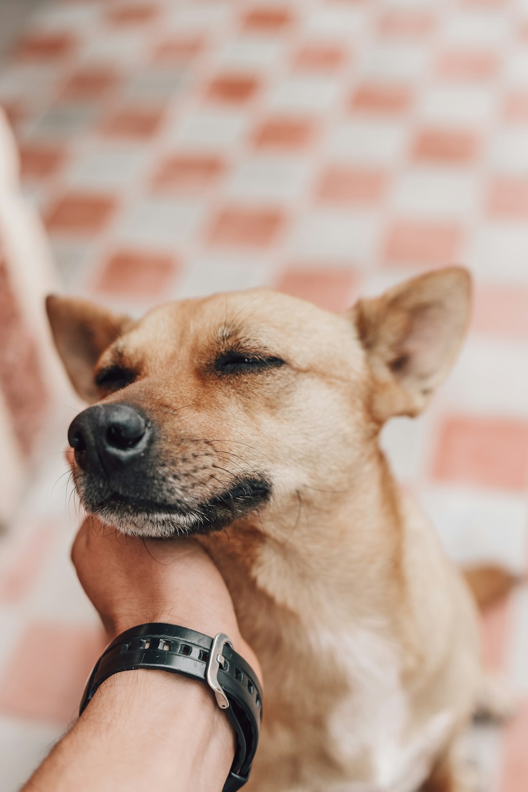 brown-short-coated-dog-wearing-black-sunglasses-k9ywkpgi4y