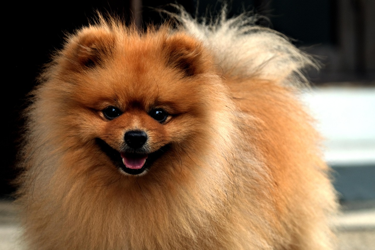 dog, pomeranian, pet, animal, nature, canine, mammal, fauna