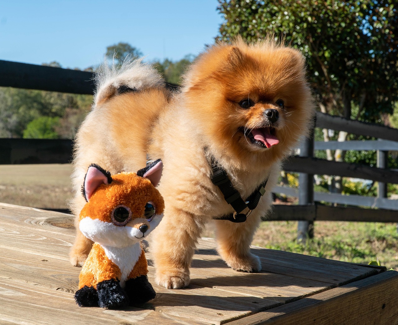 pomeranian dog, puppy, pomeranian, dog, cute, animal, canine, adorable, mammal, small, fur, breed, happy, fluffy, looking, funny, brown, nature, hair, pet, doggy