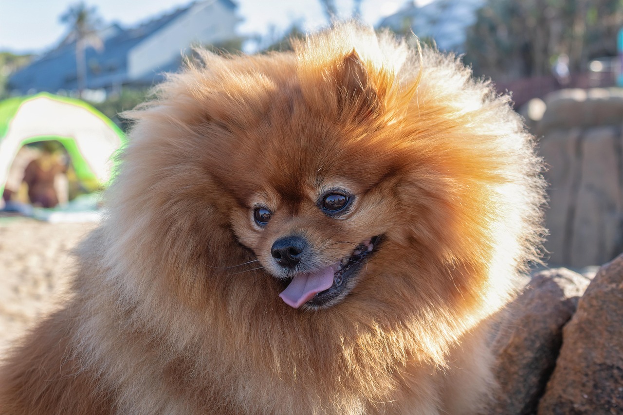 pomeranian, nature, dog, spitz, pet, beach, ocean, fluffy, animal